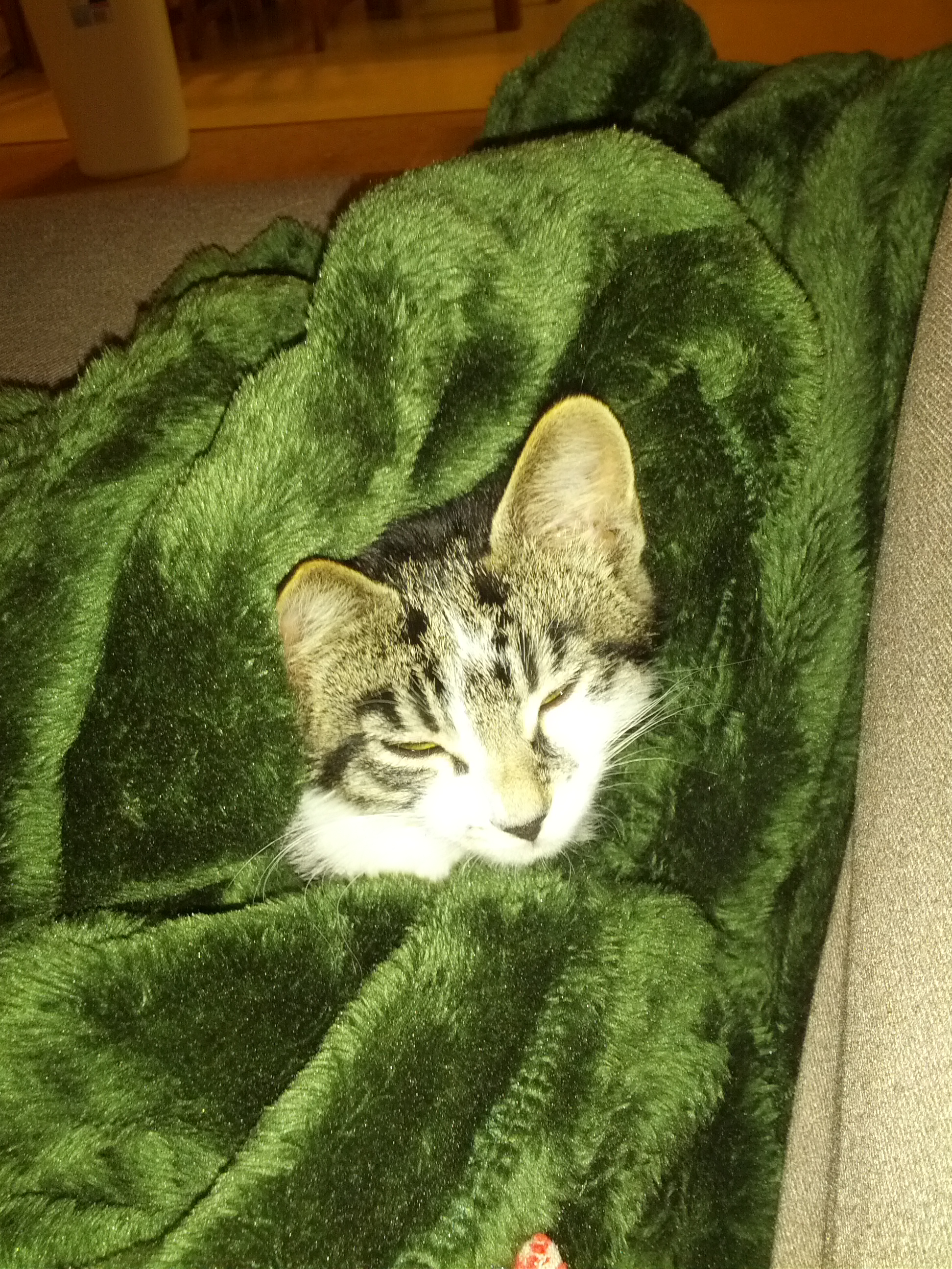 Maxwell is cuddled up in a green blanket