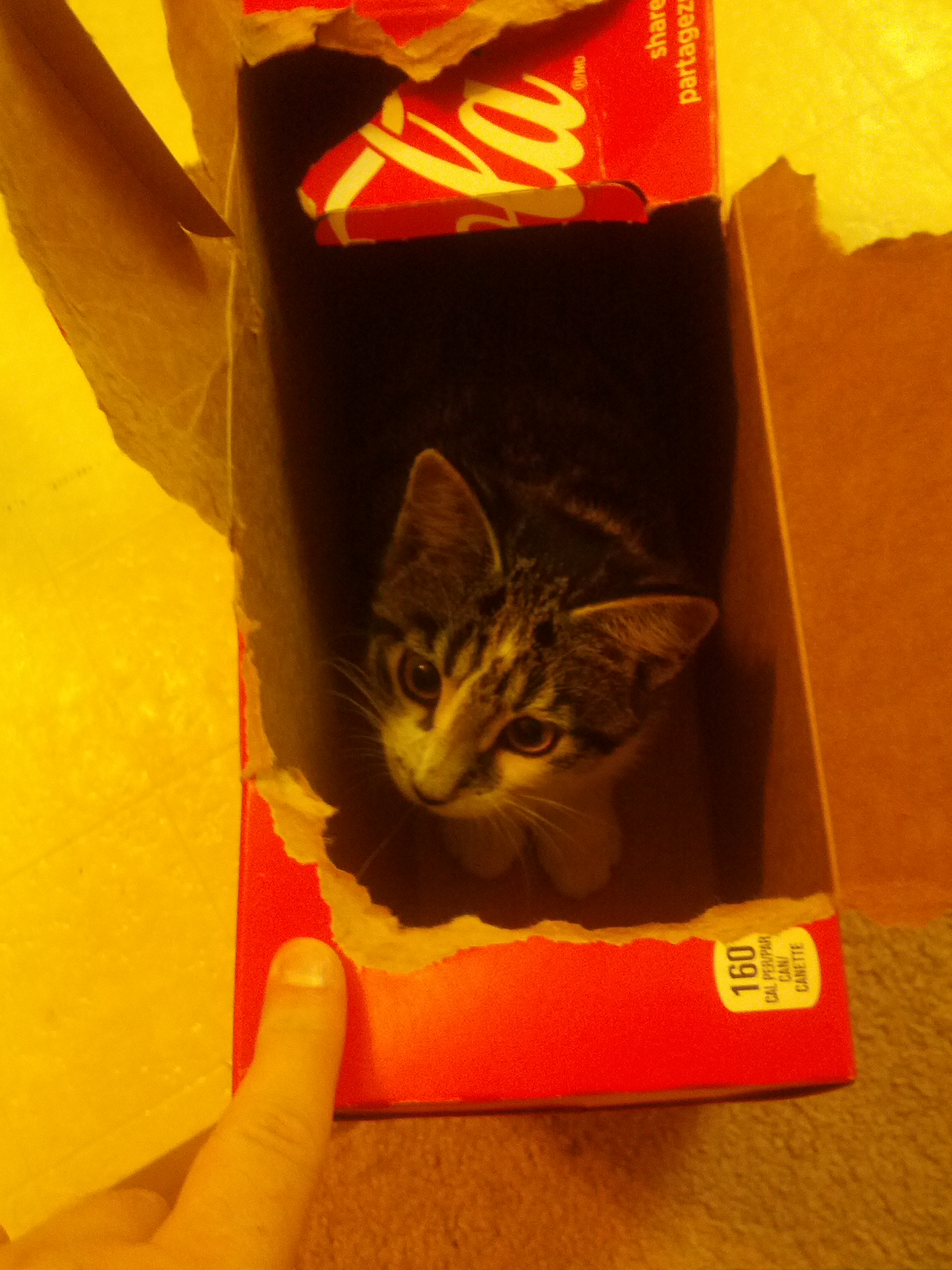 Maxwell in a cardboard box