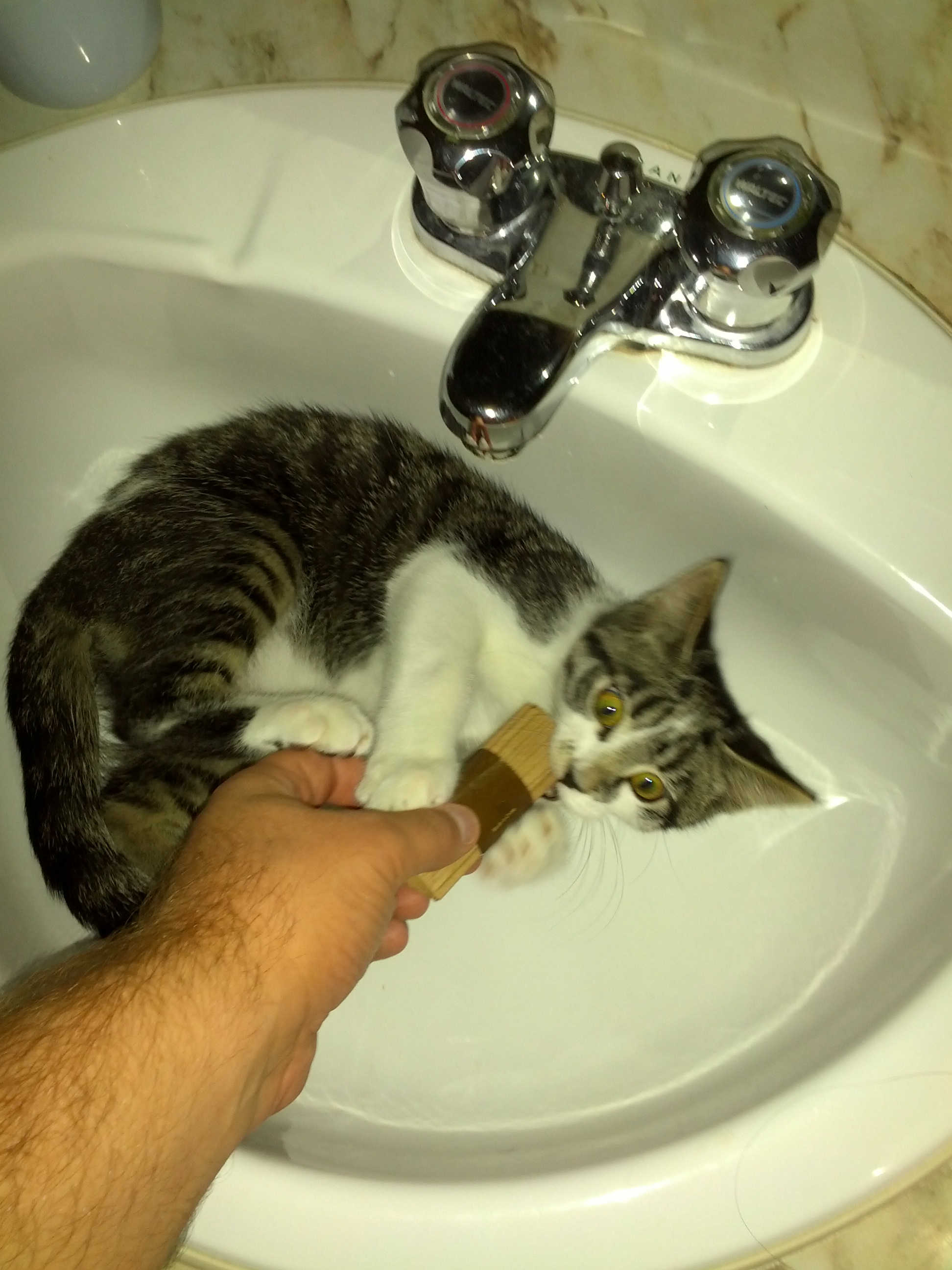 Maxwell in a white sink and playing with a object