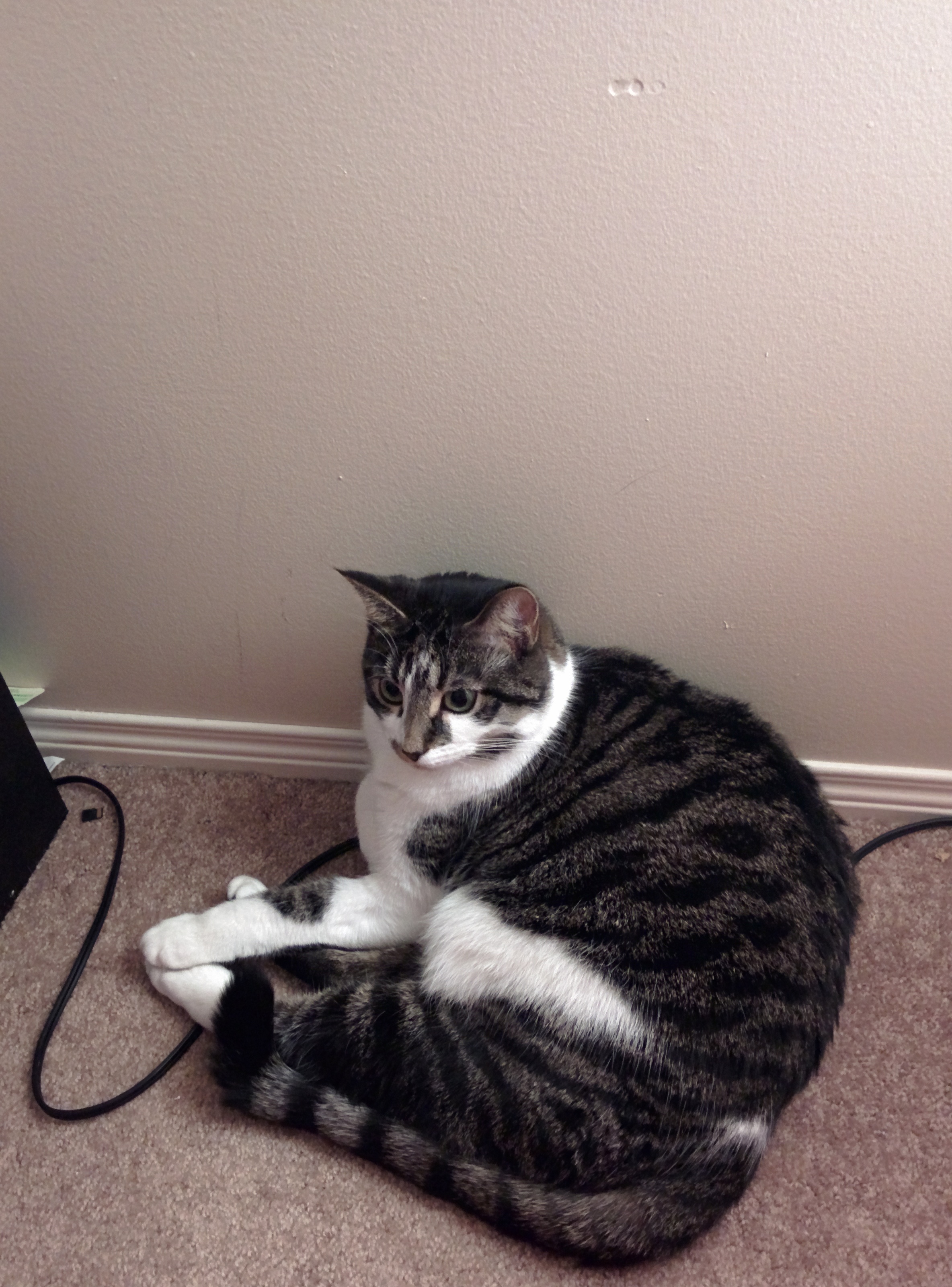 Maxwell is sitting on the carpet