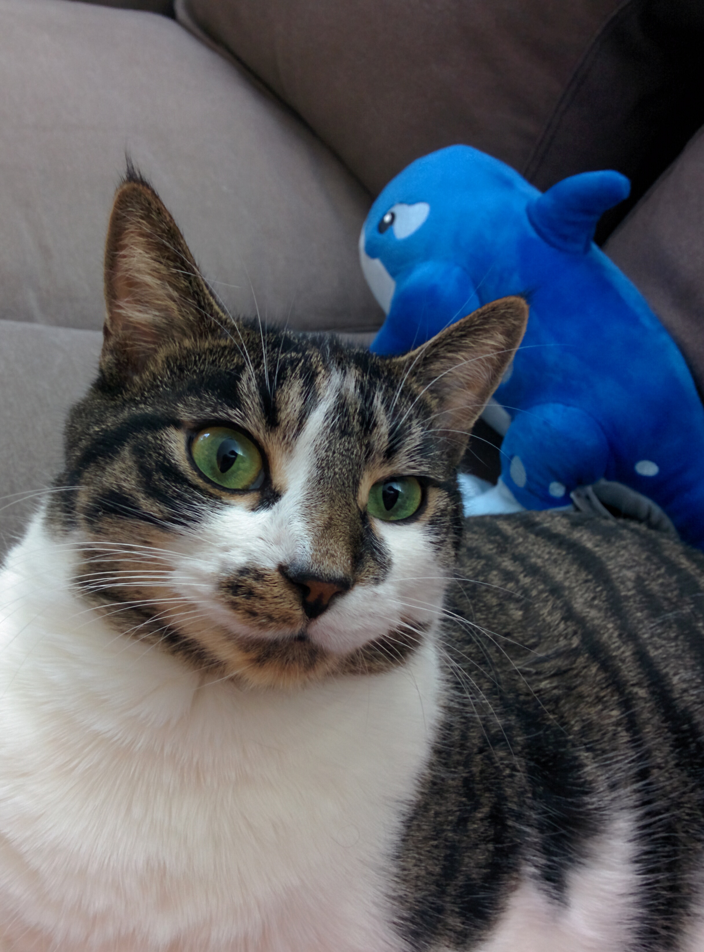 Maxwell is looking at the camera 