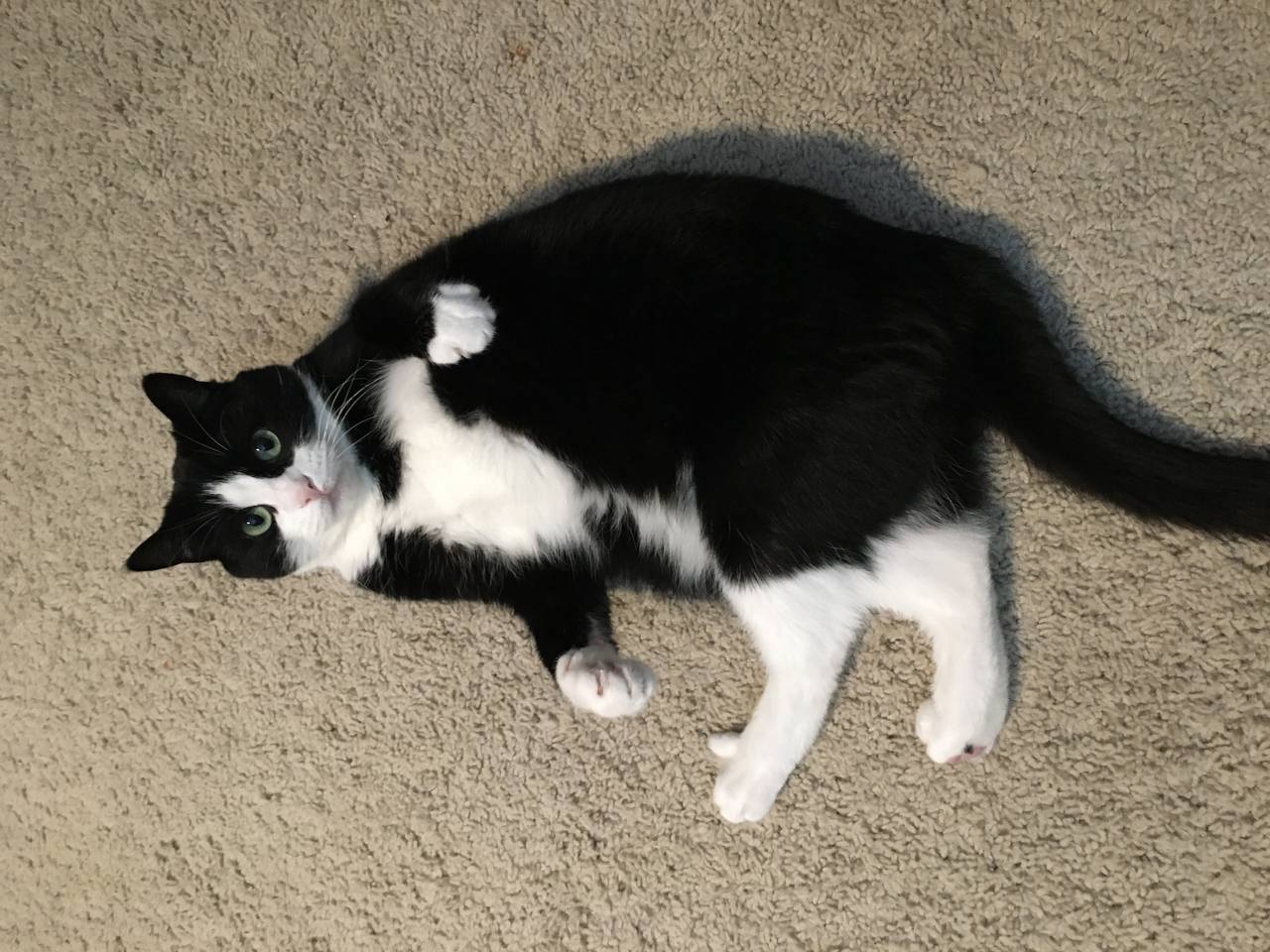 Mona is lying on its back on a carpet
