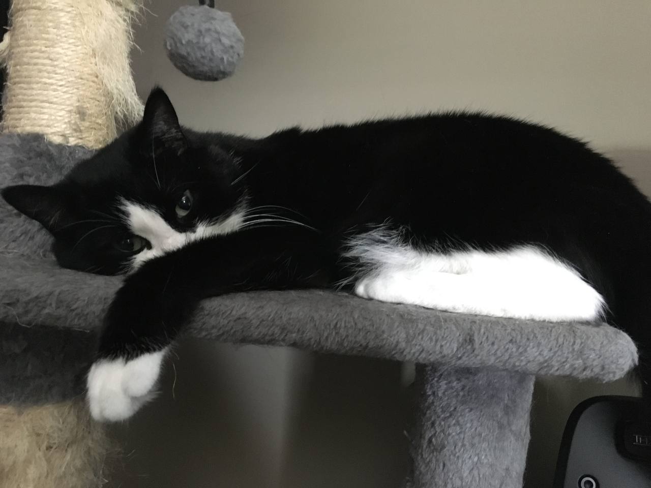 Mona is lying on its side on a cat tree or platform