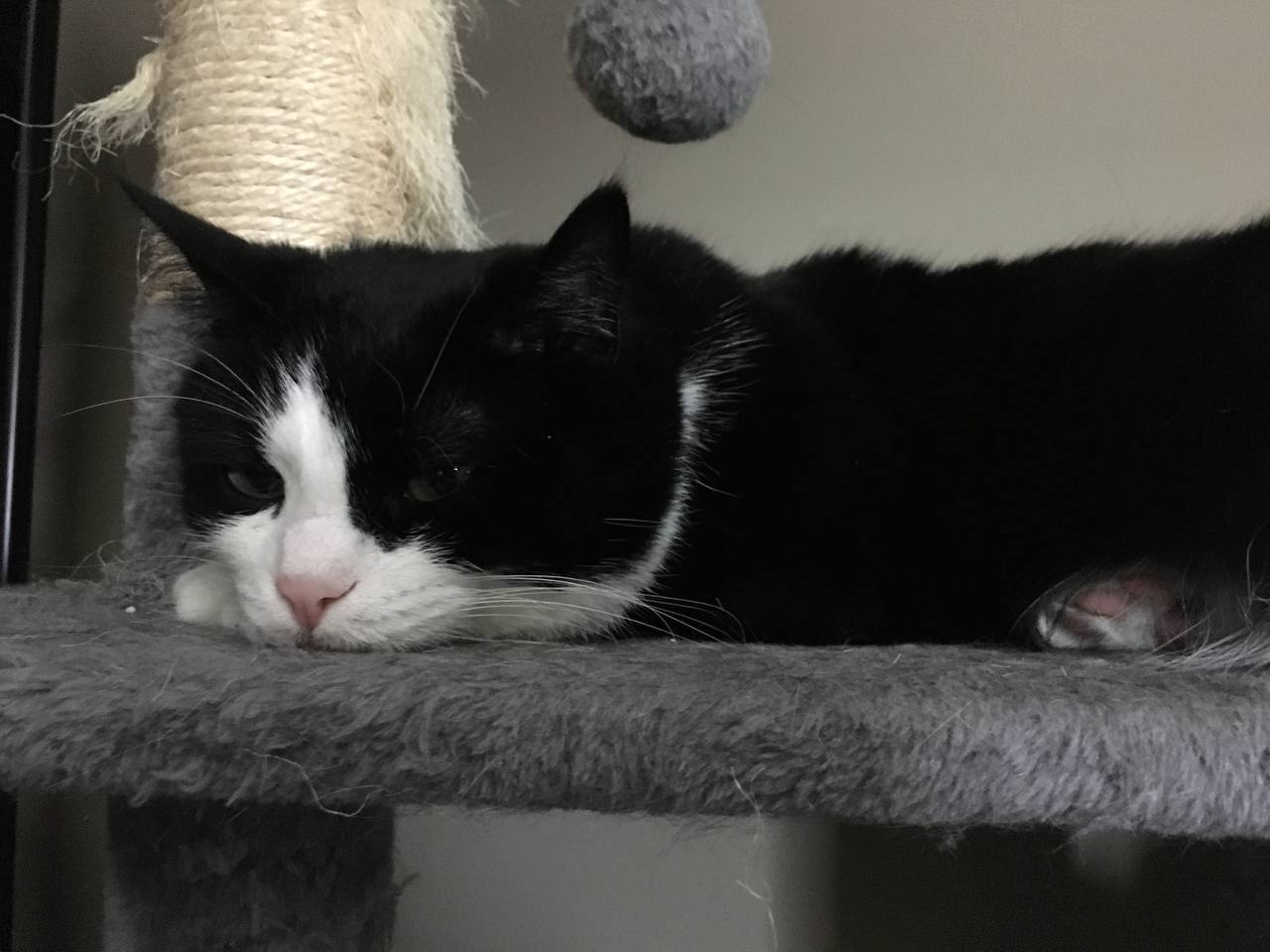 Mona is resting its head on the surface of the cat tree.