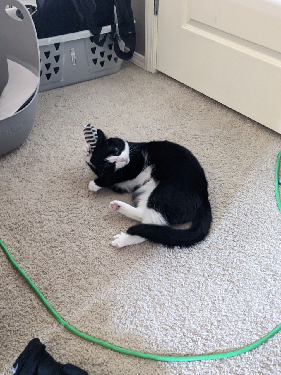 Mona appears to be grooming itself