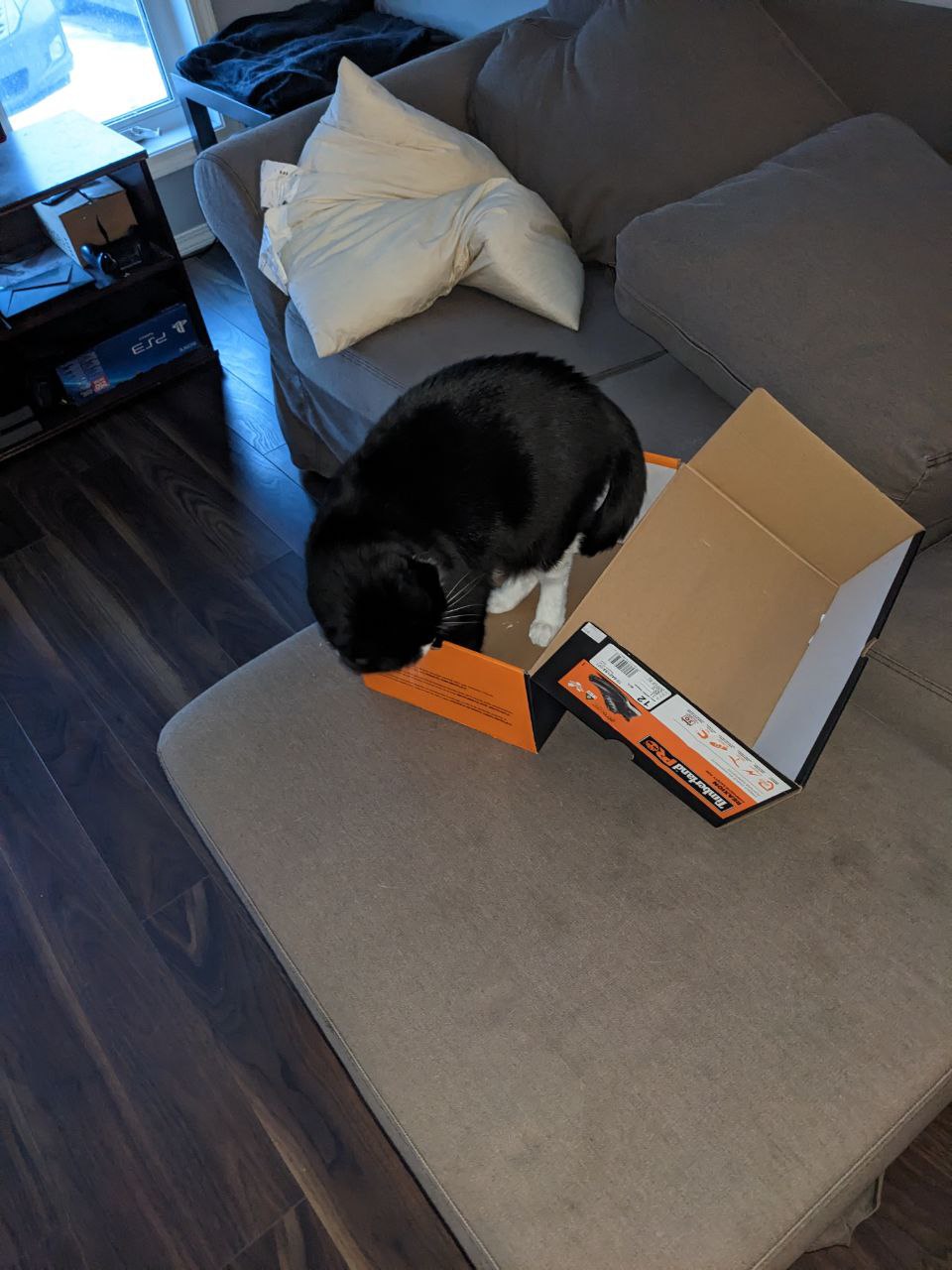 Mona looking relaxed in an open box