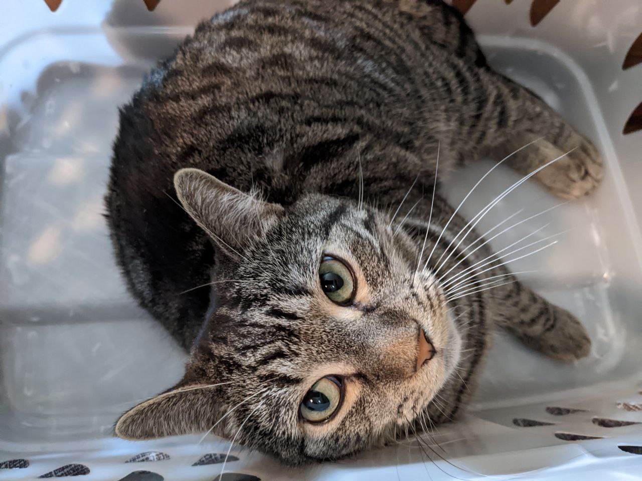 Tenley is relaxing in the open lid of a box.