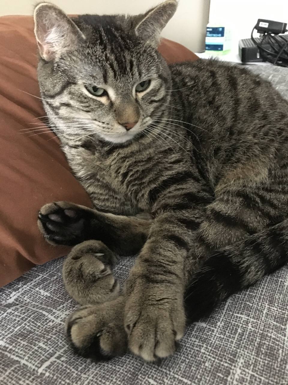 Tenley is relaxing on a cusion