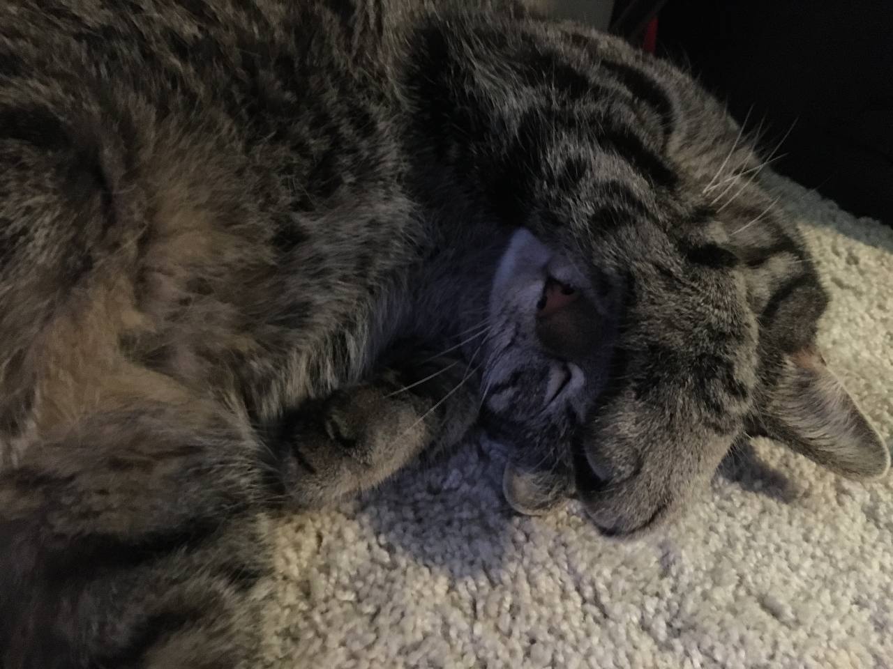 Tenley is sleeping with a paw covering his face