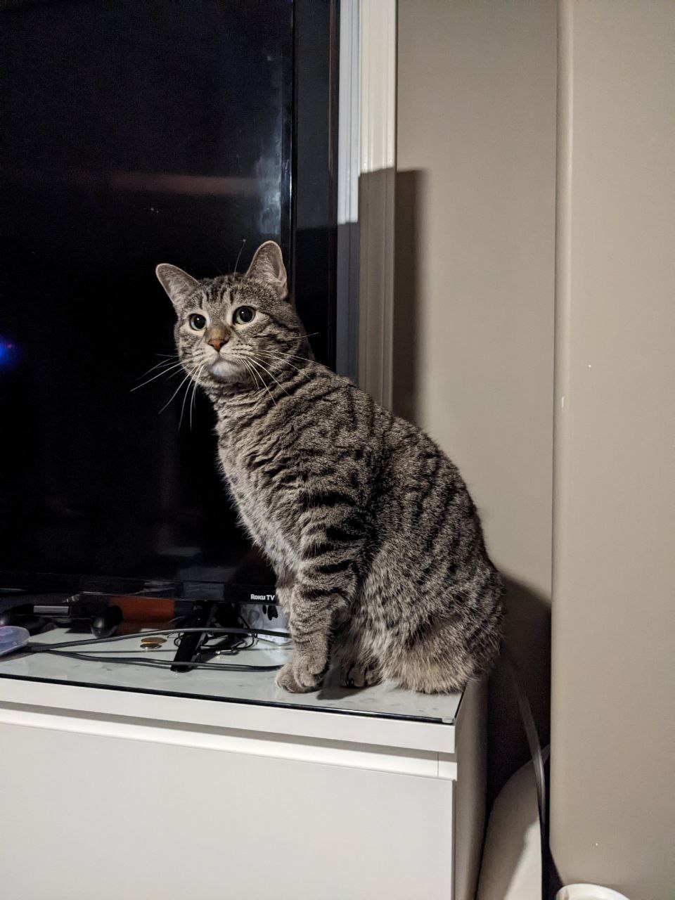 Tenley looking relaxed standing on the TV stand 
