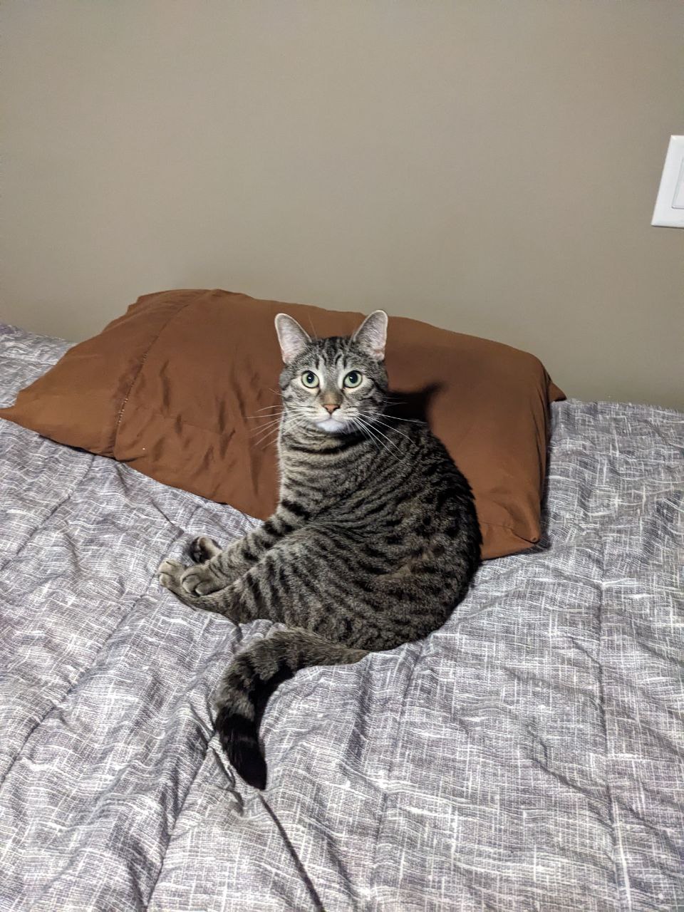Tenley is sitting attentively on the bed